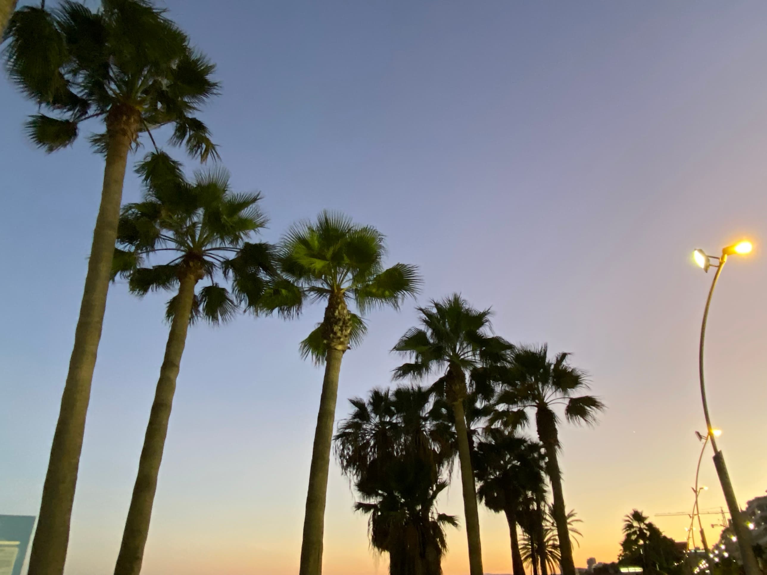 Palmeras al atardecer en la Costa del Sol